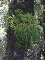 Phlegmariurus varius. Pendulous epiphytic plant growing high on a forest tree with dichotomously branching aerial stems.
 Image: L.R. Perrie © Leon Perrie CC BY-NC 4.0